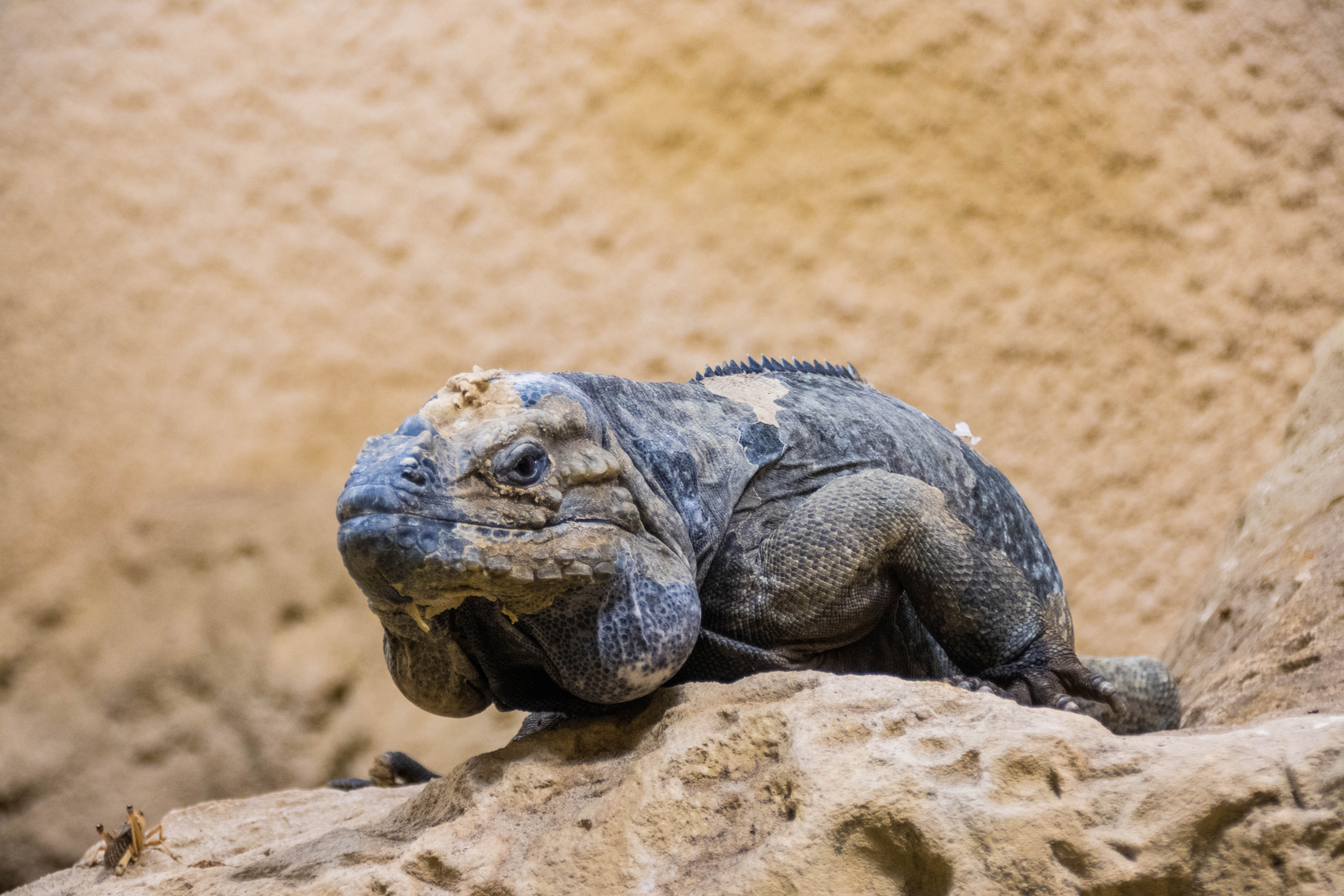 Iguane rhinocéros-_MG_3223.jpg